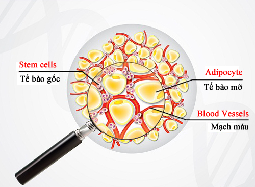 Tìm hiểu về công nghệ cấy siêu vi tế bào mầm điều trị nám da, rạn da