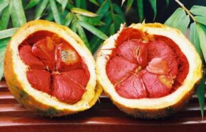 Bỏ nhỏ bí kíp làm hồng nhũ hoa bằng hoa quả với dầu gấc