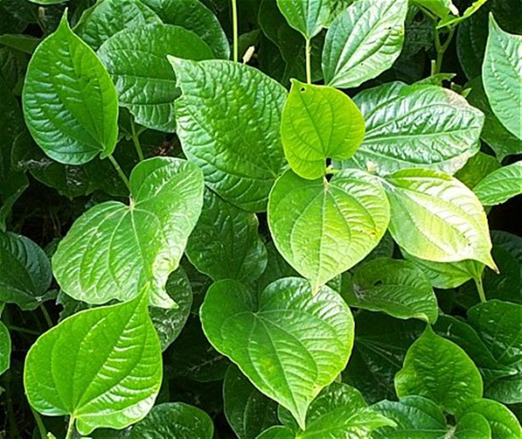 Cách trị nám da bằng lá trầu không đơn giản tại nhà