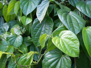 trị tàn nhang bằng lá trầu không