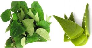 Làm đẹp da bằng rau diếp cá và lô hội