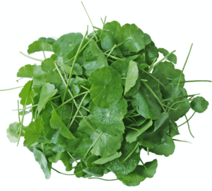 Cách trị sẹo lõm trên mặt với rau má