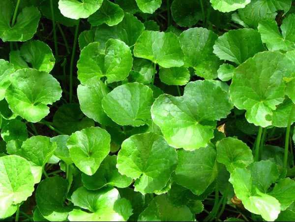 Cách trị sẹo lồi trên mặt tại nhà với cây rau má