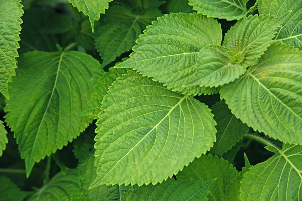 Cách trị mụn cóc bằng lá tía tô